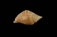 藏品(豐滿鳳凰螺)的圖片